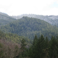 "Rooster" Alice In Chains