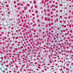 Omnis Cellula e Cellula