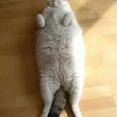 Fat-Cat