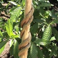 Xamanica - Sound Of Light Circle - Ayahuasca Ayni