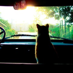 Night driving in the summer