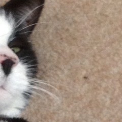 Kesha Cannibal/Animal