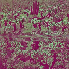 Wet Desert
