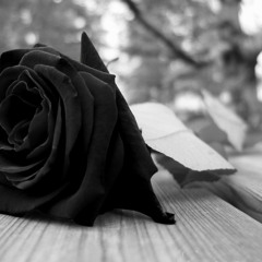 MC TRN - NO NO! (MADAFACKASTUDIO - RAYKINGBEATS)