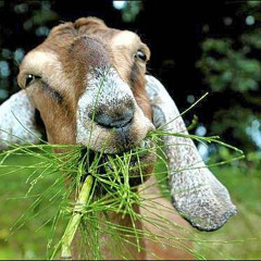 Goat Cream