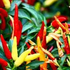 Chilli masala dub.
