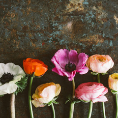 La Reyna- Penny and Sparrow