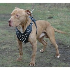 Dee Grgurovic - Pitbull Terrier