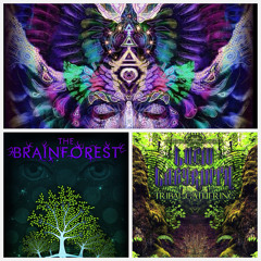The Lucid Brainforest Blend - Australia