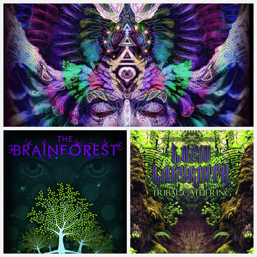 The Lucid Brainforest Blend - Australia