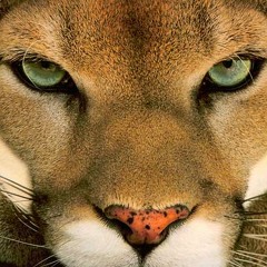 candcum vs (zap mama)- live from alterground