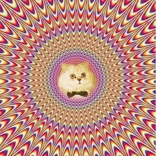 The Lysergic Kitten_Labosos Safari Moon Rework_v1