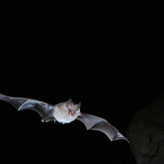 To plane darkly