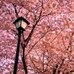 Cherry Blossoms