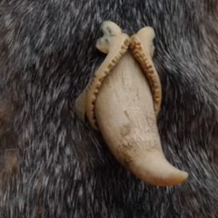 Alligator Skin