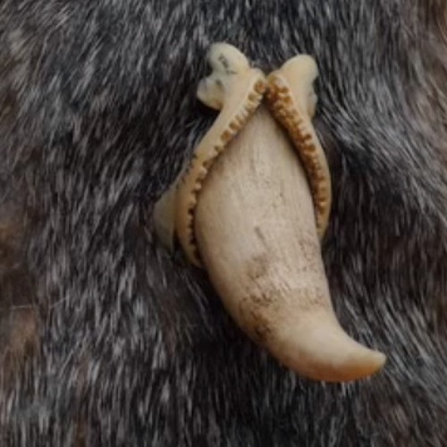 Alligator Skin