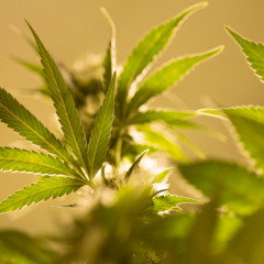 Green Room Instrumental [DÖPE BEATZ] 100 € [Exclusive+Pistes]