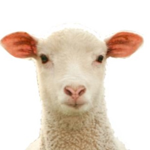 Counting Sheep 1-100
