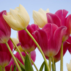 စံုေတာျမိဳင္ Mp3 တီးလံုး နားေအးပါးေအးေပါ့ေနာ္