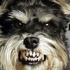 More Grizzly Mutts on BBC Radio Kent