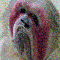 MS 20 Patch Number Three: Ugly Monkey Dissolved in Acid _ Patched by POLDO