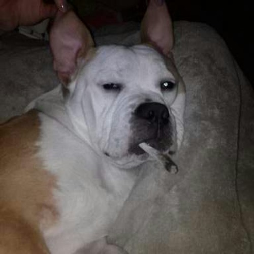 ThAt DrOp ThO <3 EDM TAKING OVER!