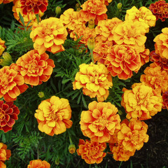 Marigold (Nirvana cover)