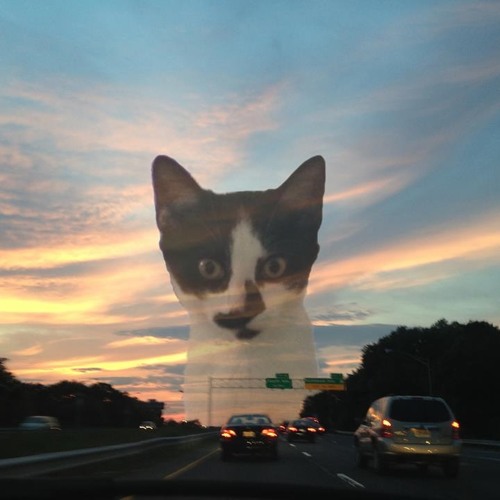 Stream Field Recording Wyckoff Post Office (Brooklyn) by