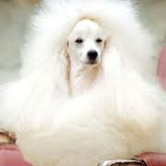 white dog smoking