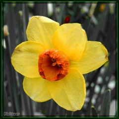 محمد رضا شجریان - دعای تحویل سال ... یا مقلب القلوب و الابصار