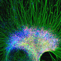 Stem Cell Research Part 1 Full Interleaved (Free Download )