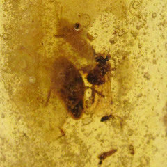 Amber
