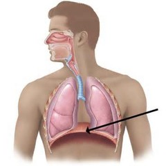 Boland Sohbat Kon Bedune Enghebaze Shekam