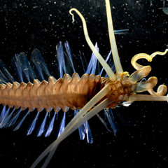 Kurt Lorenz - Acrocirridae