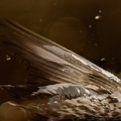 Spirit & Flight By Pia Jane Bijkerk 2014