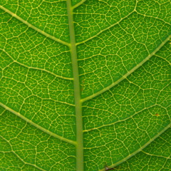 One Of Many (Rule of the Bone) (Demo)