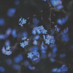 Blue Flowers