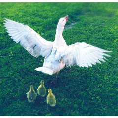 FAUNA FLORA - Happy Hour