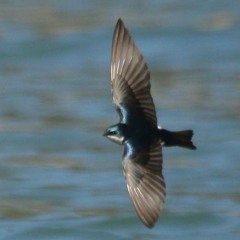 Cevdet Bağca-Al Ömrümü