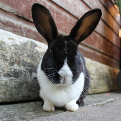 Be Free Jap N Froggy