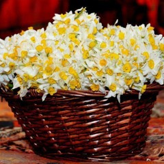 Newruz