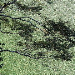 Zhu Fengbo - Olive Tree