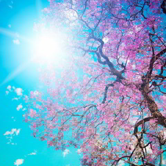 Severan Says Vol. 11