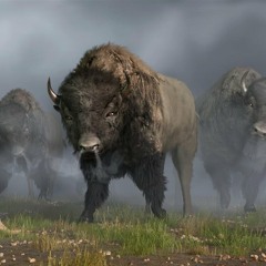 Urban Buffaloes - Take It