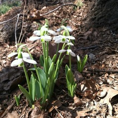 Spring Peppers (Greenwood & Burns)