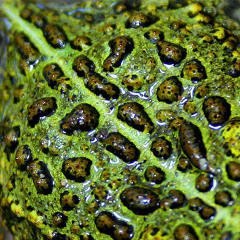 IBN UBO Termite Air conditioner