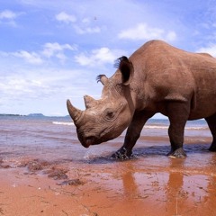 Rhino On The Beach