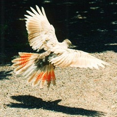 The Cockatoo Skank (Original Mix)