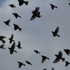 The Family (by John Bell & Graham Maule of Iona Community)