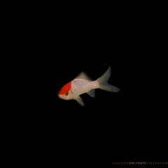 Only Rays - Michael Bleach's Ones and Twos